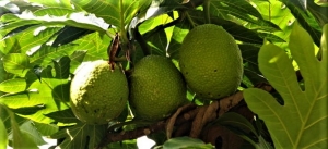 Haakakai o te mei &ndash; L&eacute;gende du fruit &agrave; pain &ndash; Nuku Hiva