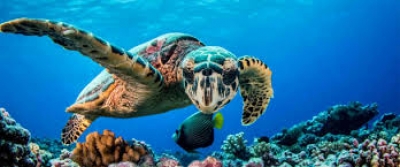 Haakakai no Tikimate - L&eacute;gende de Tikimate - Fatu Iva